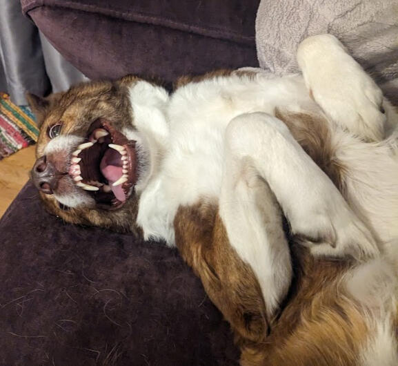 A brown and white medium sized dog laying upside down, staring at the camera with his mouth open and his tongue hanging out the side.